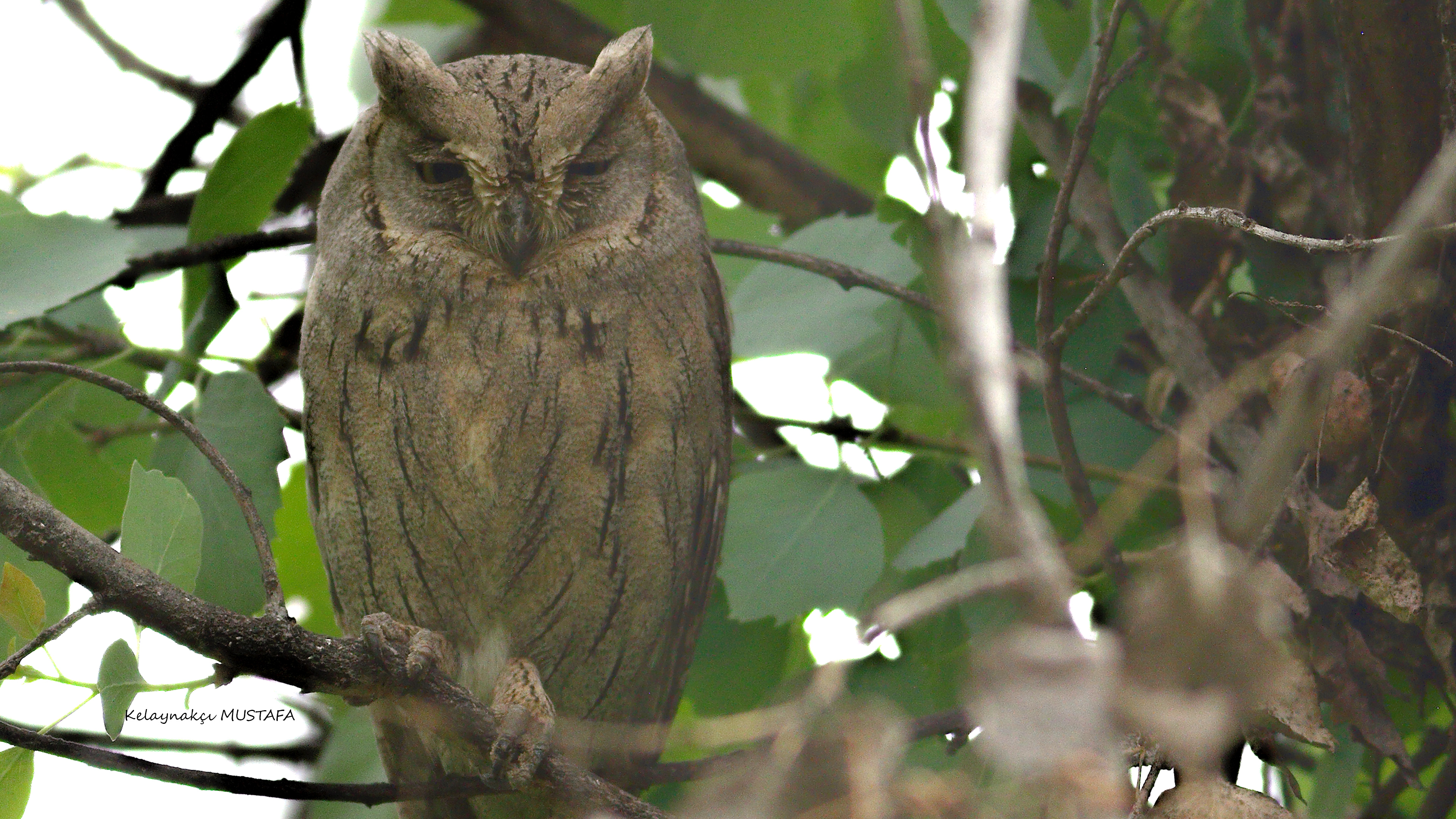 Pallid Scops-Owl